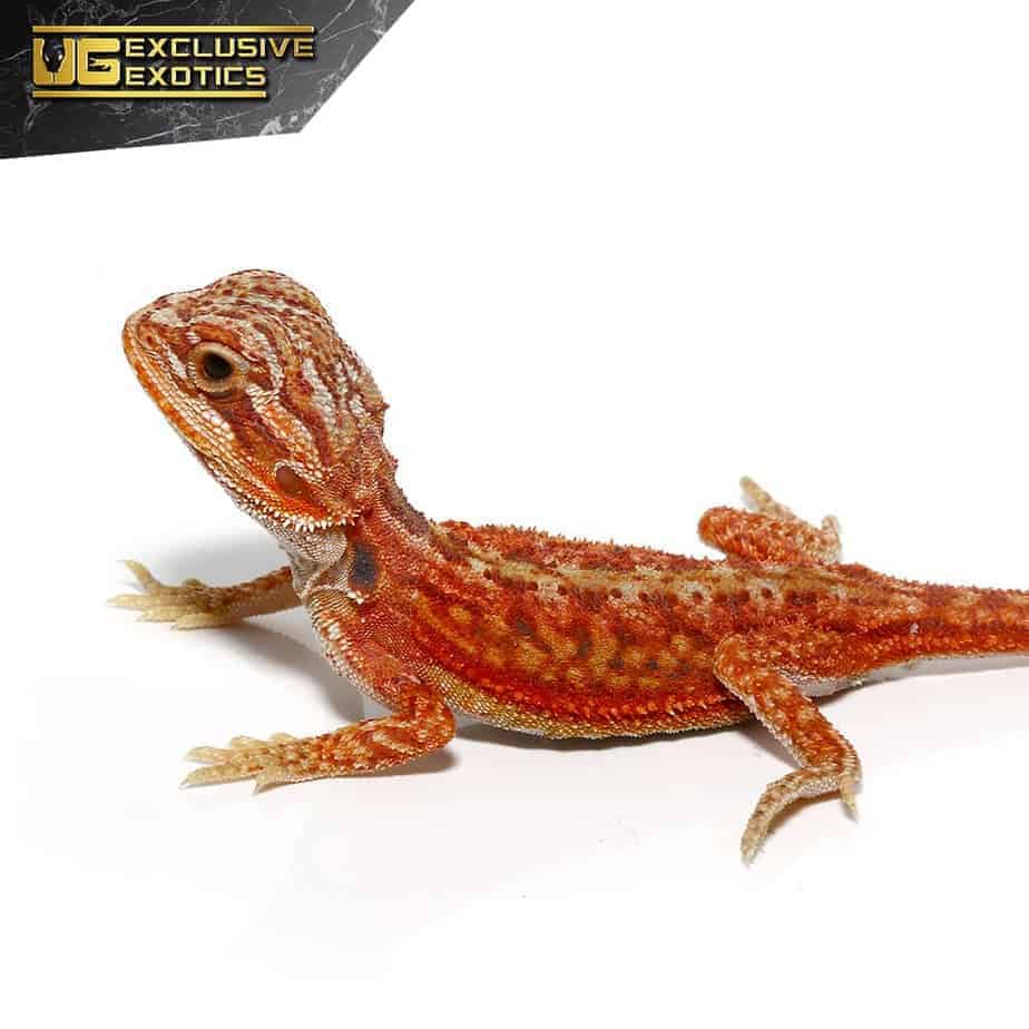 Super Orange - Red Hypo Translucent Bearded Dragons for Sale