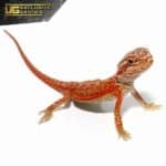 Baby Magma Hypo Translucent Dunner Bearded Dragon For Sale - Underground Reptiles
