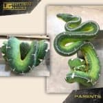 Baby Amazon Basin Emerald Tree Boa #3 For Sale - Underground Reptiles