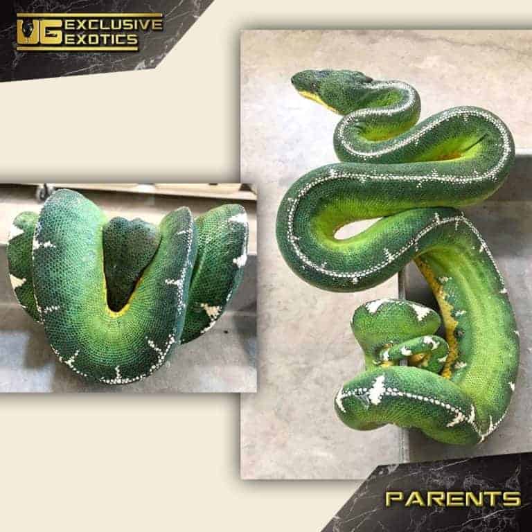 Amazon Basin Emerald Tree Boa For Sale - Underground Reptiles