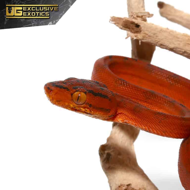 Colored Amazon Tree Boas For Sale Underground Reptiles