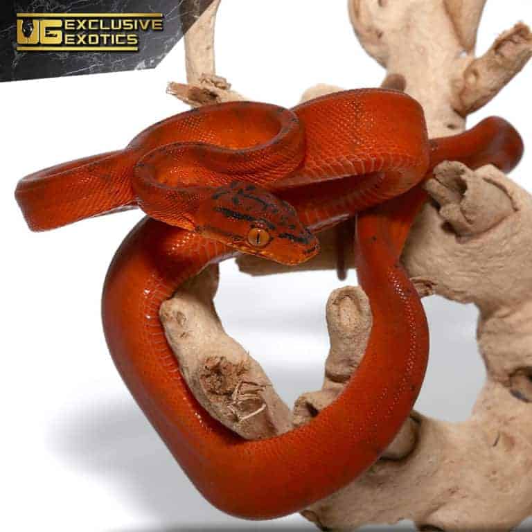 Colored Amazon Tree Boas For Sale Underground Reptiles