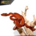 Baby Colored Amazon tree Boa For Sale - Underground Reptiles