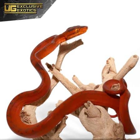 Baby Colored Amazon tree Boa For Sale - Underground Reptiles