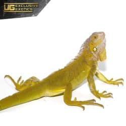 Yearling Hypo Iguana #3 For Sale - Underground Reptiles