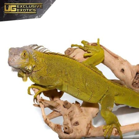 Yearling Hypo Iguana #3 For Sale - Underground Reptiles