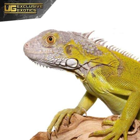Yearling Hypo Iguana #3 For Sale - Underground Reptiles