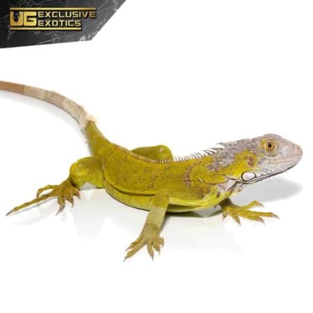 Yearling Hypo Iguana #4 For Sale - Underground Reptiles