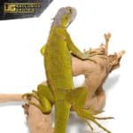 Yearling Hypo Iguana #4 For Sale - Underground Reptiles