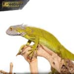Yearling Hypo Iguana #4 For Sale - Underground Reptiles