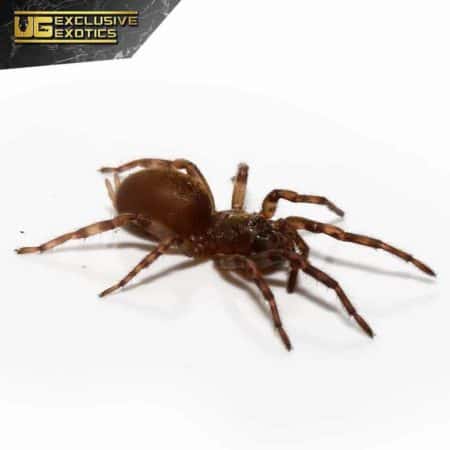 Rurrenabaque Waferlid Trapdoor Spider For Sale - Underground Reptiles