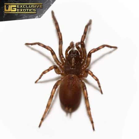 Rurrenabaque Waferlid Trapdoor Spider For Sale - Underground Reptiles