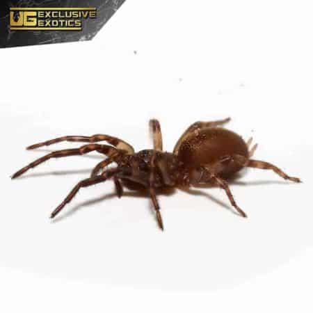 Rurrenabaque Waferlid Trapdoor Spider For Sale - Underground Reptiles