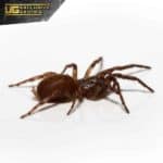 Rurrenabaque Waferlid Trapdoor Spider For Sale - Underground Reptiles