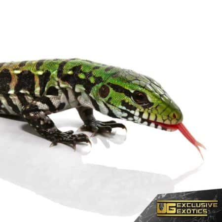 Baby Argentine Black And White Tegu Jaguar For Sale - Underground Reptiles