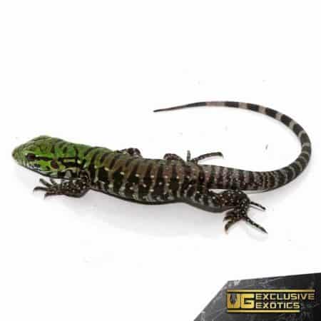 Baby Argentine Black And White Tegu Jaguar For Sale - Underground Reptiles