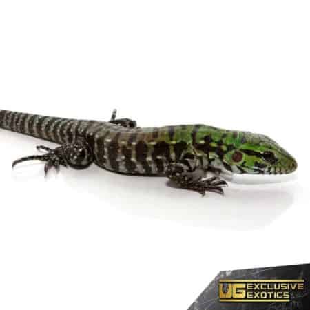 Baby Argentine Black And White Tegu Jaguar For Sale - Underground Reptiles