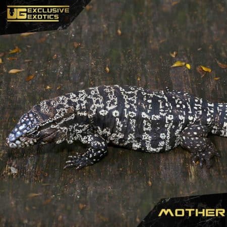 Baby Argentine Black And White Tegu Jaguar For Sale - Underground Reptiles