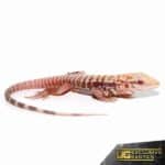 Baby Albino Cherry Ice Tegu For Sale - Underground Reptiles