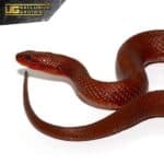 Adult Female Red Mangrove Salt Marsh Snake For Sale - Underground Reptiles