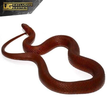 Adult Female Red Mangrove Salt Marsh Snake For Sale - Underground Reptiles