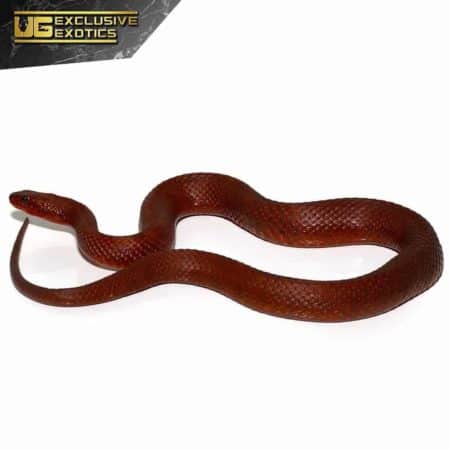 Adult Female Red Mangrove Salt Marsh Snake For Sale - Underground Reptiles