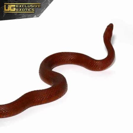 Adult Female Red Mangrove Salt Marsh Snake For Sale - Underground Reptiles