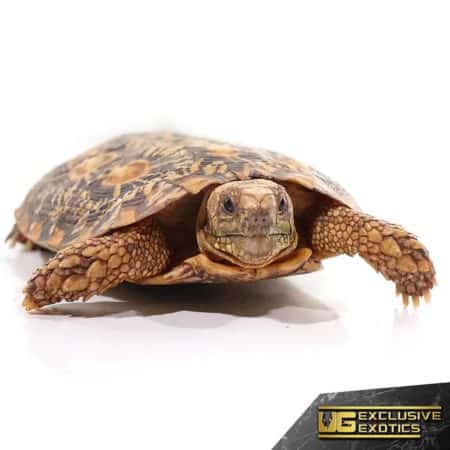 Pancake Tortoise For Sale - Underground Reptiles