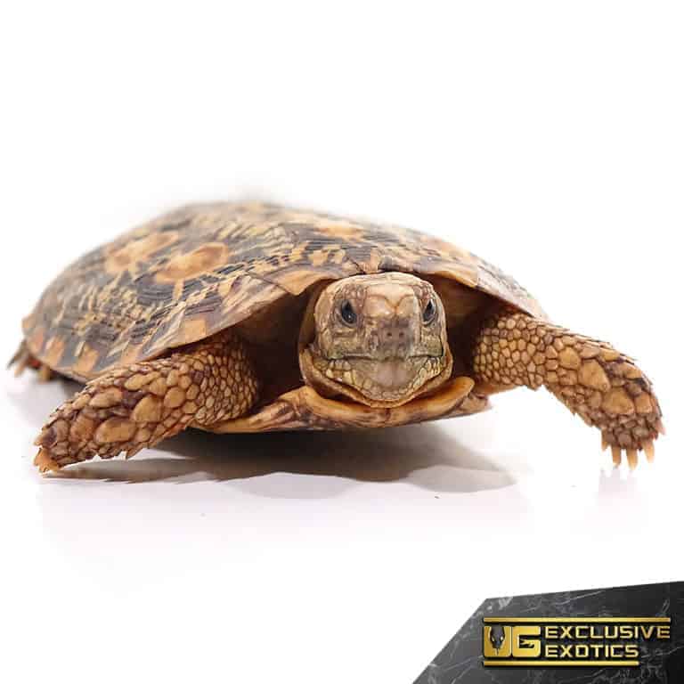 Adult Pancake Tortoise - Underground Reptiles