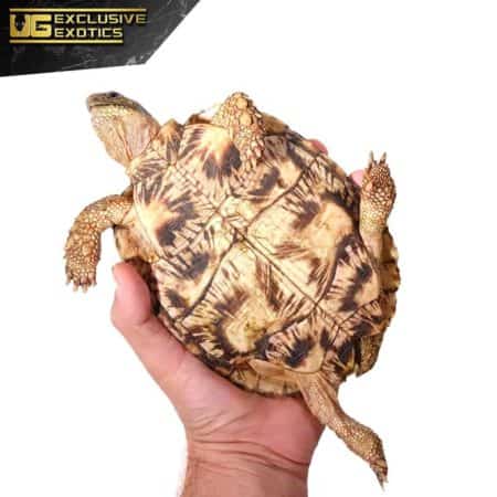 Pancake Tortoise For Sale - Underground Reptiles