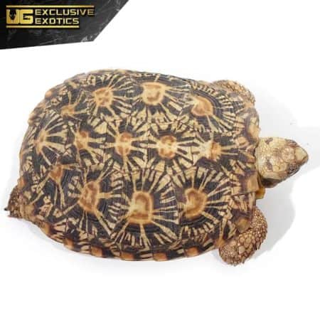 Pancake Tortoise For Sale - Underground Reptiles