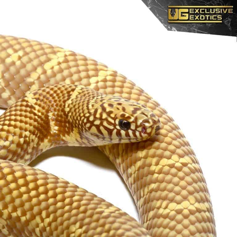 Adult Lavender Albino Brooks Kingsnake For Sale Underground Reptiles