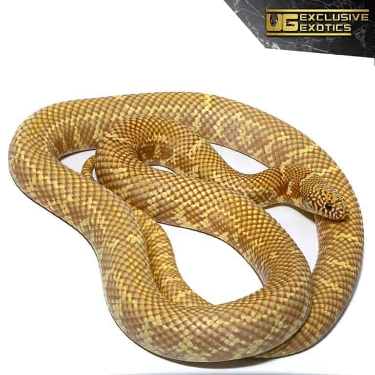 Adult Lavender Albino Brooks Kingsnake For Sale Underground Reptiles