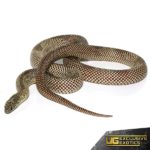 Adult Blotched Kingsnake For Sale - Underground Reptiles
