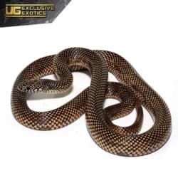 Adult Female Blotched Kingsnake For Sale - Underground Reptiles
