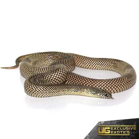 Adult Blotched Kingsnake For Sale - Underground Reptiles