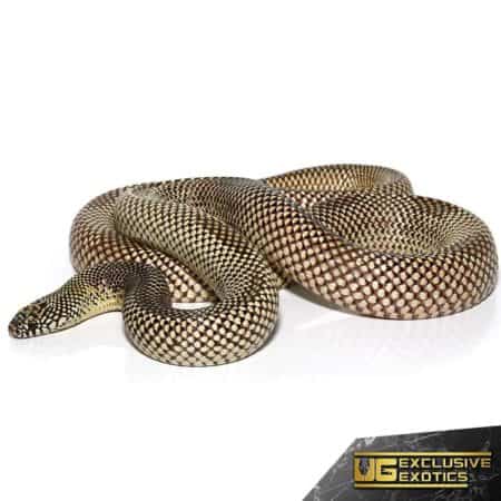 Adult Blotched Kingsnake For Sale - Underground Reptiles