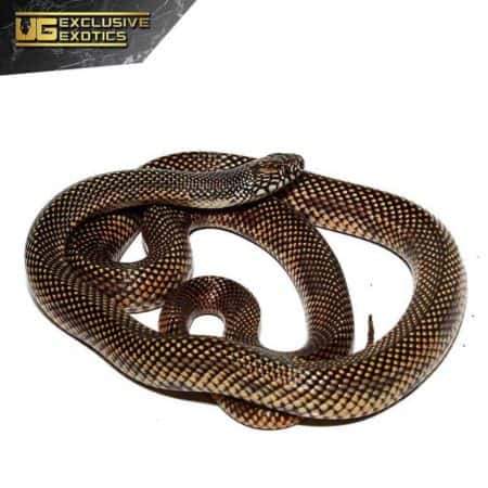 Adult Female Blotched Kingsnake For Sale - Underground Reptiles