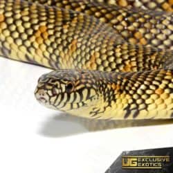 Adult Brooks Kingsnake For Sale - Underground Reptiles