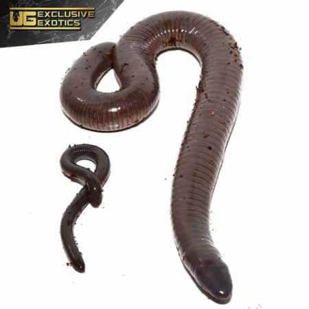 Adult Giant Mexican Caecilian For Sale - Underground Reptiles
