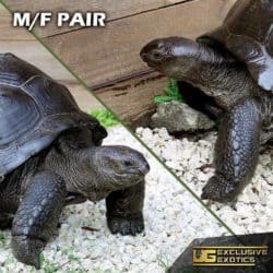 Aldabra Tortoise For Sale - Underground Reptiles