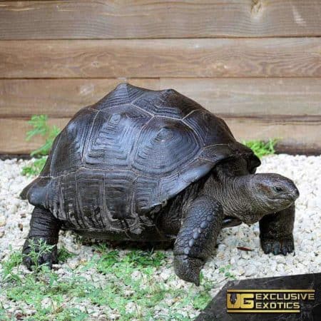 Aldabra Tortoise For Sale - Underground Reptiles