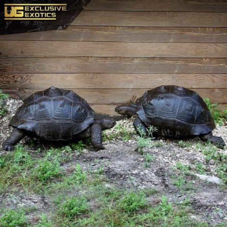 Aldabra Tortoise For Sale - Underground Reptiles