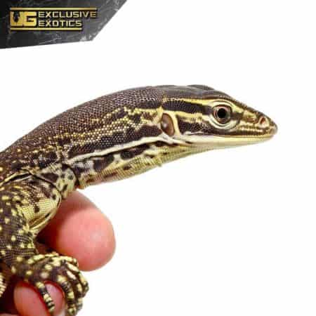 Argus Monitor For Sale - Underground Reptiles