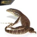 Argus Monitor For Sale - Underground Reptiles