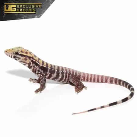 Baby Albino Black Ice Tegu For Sale - Underground Reptiles