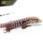 Baby Albino Black Ice Tegu For Sale - Underground Reptiles