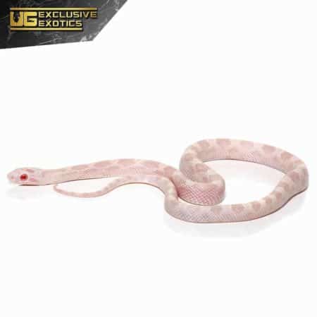 Baby Avalanche Cornsnake For Sale - Underground Reptiles