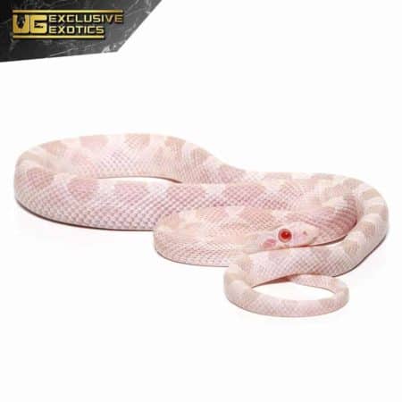 Baby Avalanche Cornsnake For Sale - Underground Reptiles