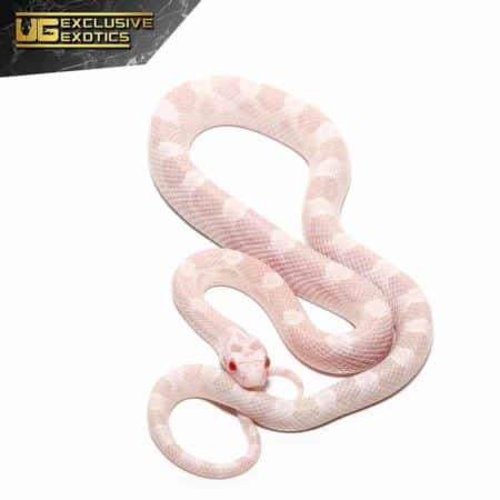 Baby Avalanche Cornsnake For Sale - Underground Reptiles